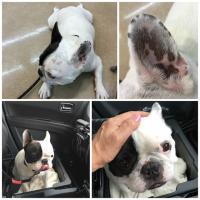 フレンチブルドック