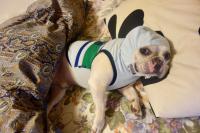 フレンチブルドック