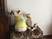 フレンチブルドック