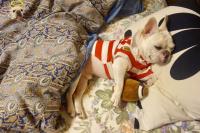 フレンチブルドック