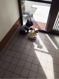 フレンチブルドック