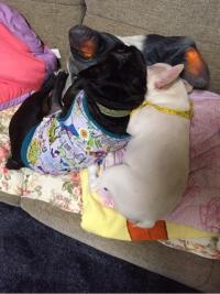 フレンチブルドック