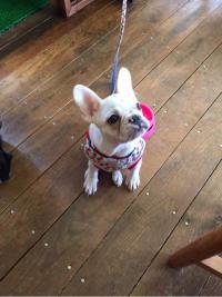 フレンチブルドック