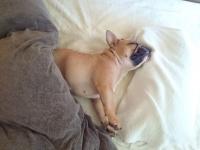 フレンチブルドック