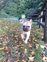 フレンチブルドック