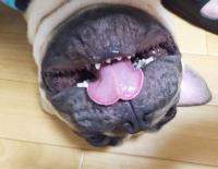 フレンチブルドック