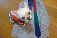 フレンチブルドック