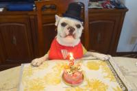 フレンチブルドック