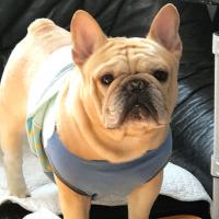 フレンチブルドック