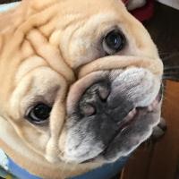 フレンチブルドック