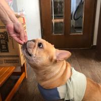 フレンチブルドック