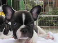 フレンチブルドック