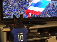 フレンチブルドック