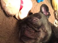 フレンチブルドック