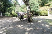 フレンチブルドック