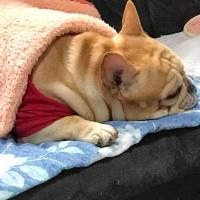 フレンチブルドック