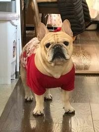 フレンチブルドック