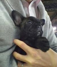 フレンチブルドック