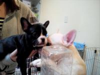 フレンチブルドック