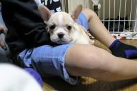 フレンチブルドック