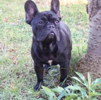 フレンチブルドック