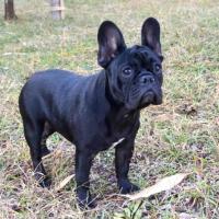 フレンチブルドック