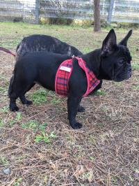 フレンチブルドック