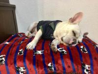 フレンチブルドック