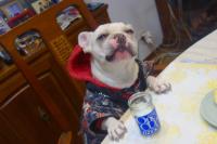 フレンチブルドック