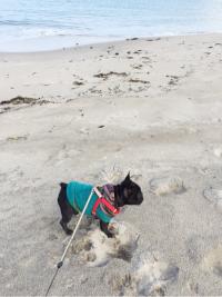 フレンチブルドック