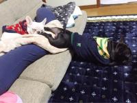 フレンチブルドック