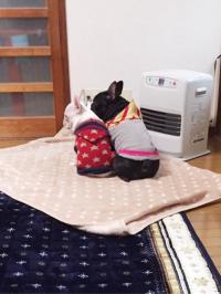 フレンチブルドック