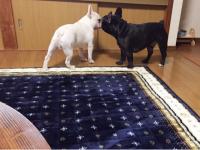 フレンチブルドック