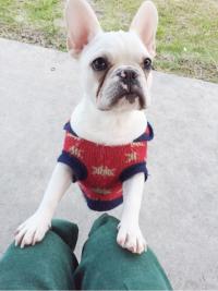 フレンチブルドック