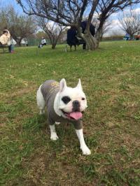 フレンチブルドック