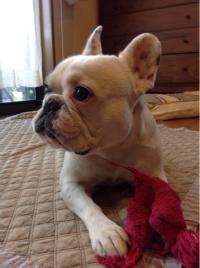 フレンチブルドック