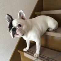 フレンチブルドック