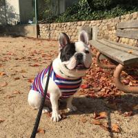 フレンチブルドック