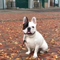 フレンチブルドック