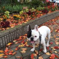 フレンチブルドック