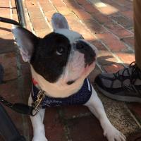 フレンチブルドック