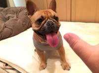 フレンチブルドック