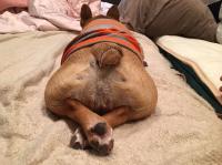 フレンチブルドック