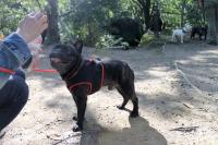 フレンチブルドック