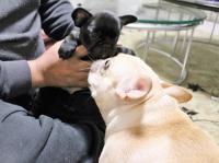 フレンチブルドック