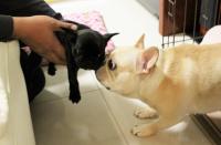 フレンチブルドック