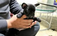 フレンチブルドック