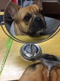 フレンチブルドック