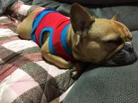 フレンチブルドック