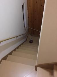 フレンチブルドック